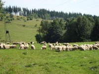 ovčárna a pastviny kolem