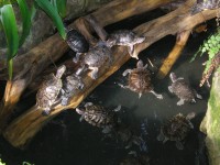 Jezírk se želvami v tropickém skleníku