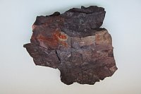 Zkamenělina prvohorní kapradiny Callipteris z oslavanské haldy