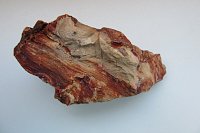 Zkamenělina listu prvohorního stromu kordaitu Cordaites z oslavanské haldy