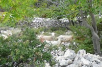 Ovce hledající potravu na úbočí Kamenjaku jsme viděli často