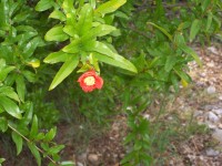 Květ granátového jablka