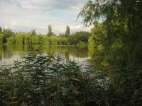 Svépravický rybník