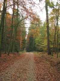 Lesy Svatého Huberta