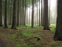 Les u Strachovic