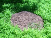 lesní cesta - mravenci