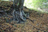 Prorústání zbytků zdí kořeny stromů