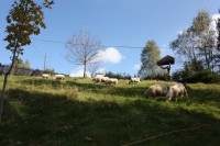 K Beskydám patří chov ovcí, jako tady na Bahneci