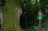 Památný strom  -  Valdštejnův dub na hradě Lukově