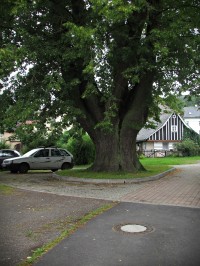 památný strom