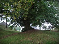 Újezd u Valašských Klobouk - památné stromy