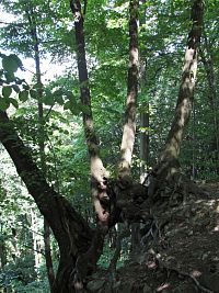 bizarní kořeny stromů