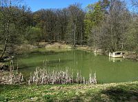 lesní rybník