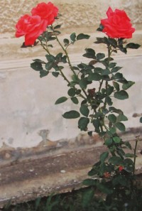 Klentnické růže