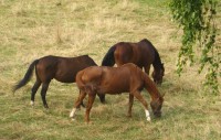 koně v areálu Riviéry