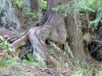 bbizarní stromy, kořeny a okolí potoka