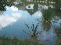 rybníček v Brné