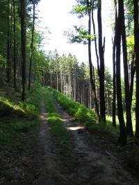 pohodlná lesní cesta pro Váš návrat