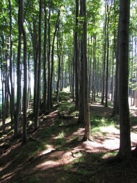 zbytky původního lesa