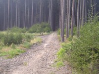 Lesní cesta 
