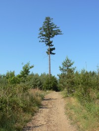 Osamělá borovice