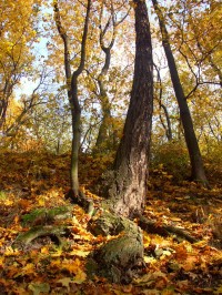 Podzimní park Cibulka