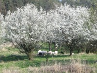 ranč na jaře