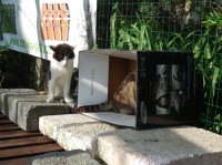 Kočky mají rády krabice