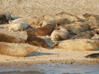 Odpočívající tuleni