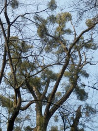 Pohled do koruny napadeného stromu