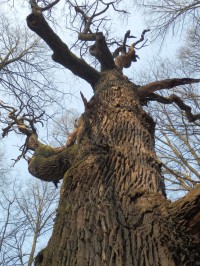 Starý strom jako ze strašidelné pohádky