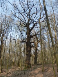 Poslední z generace starých stromů