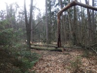Pohled do lesa na mrtvé dřevo