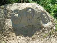 Trilobit