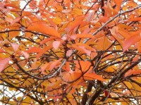 Barva listí
