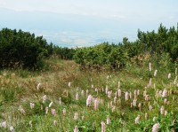 Pohled do Liptovské kotliny, vzadu se rýsují Nízké Tatry