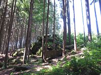 V lese pod Orlíkem