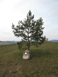 Vítochov - Munzarova borovice