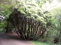 Národní park Killarney