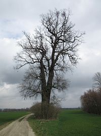 Druhý chráněný památný dub