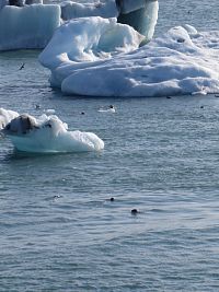 Ledovcová laguna - vidíme hejna tuleňů