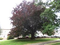 Jiřetín pod Jedlovou - památný strom v parku na náměstí