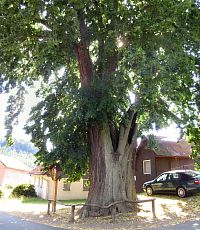 Sloup v Čechách - památný strom lípa širokolistá