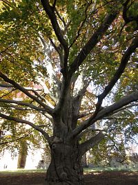 Památný strom - buk - 19 metrů vysoký s obvodem kmene 444 cm, jehož věk se odhaduje na 110 let. Ale kdy to bylo, není nikde psáno.