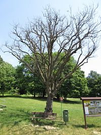 Památný strom jeřáb břek