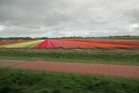Tulipány jsou na polích