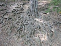 kořeny na Hukvaldech (z  Toulavé kamery)