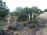 Wash Indian (Anasazi) Ruins Trail Guide