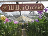Orchidejová farma