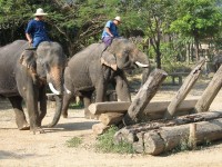 Sloni i rádi pracují